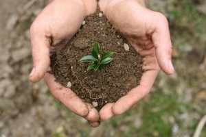 NOURISHING THE SOIL