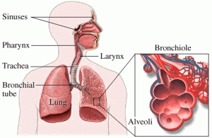 Lung function